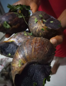 Live Jumbo Snails Available