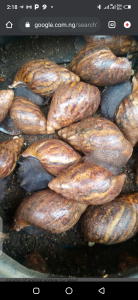 Live Jumbo Snails Available