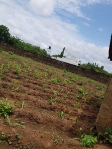 FOR SALE: DIRECT CLOSEABLE DEAL  FENCED & GATED RESIDENTIAL LAND.