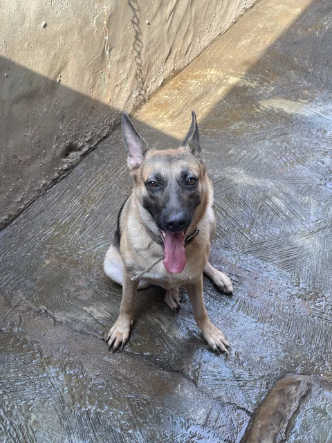 Pure bred Adult working line GSD