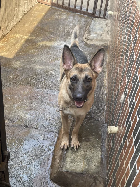 Pure bred Adult working line GSD 3