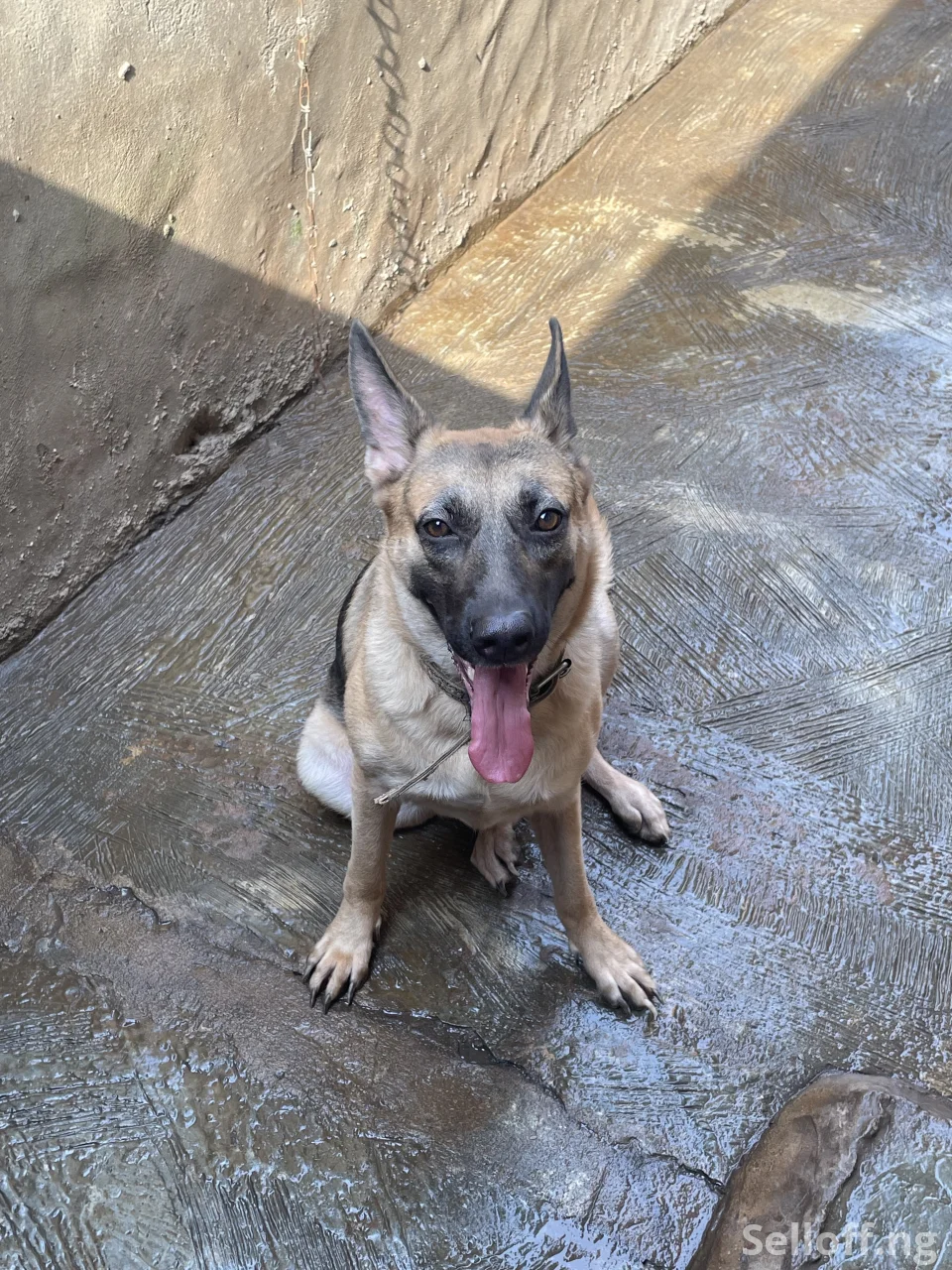 Pure bred Adult working line GSD