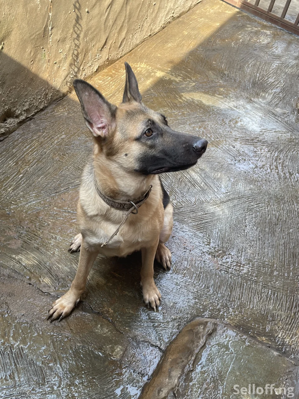 Pure bred Adult working line GSD