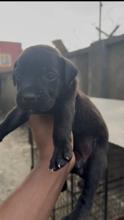 Cane corso puppies 3