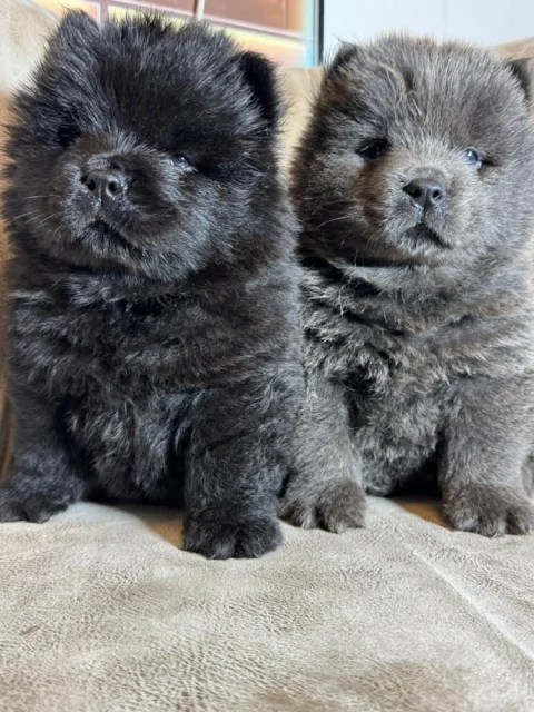 Chow-chow pup