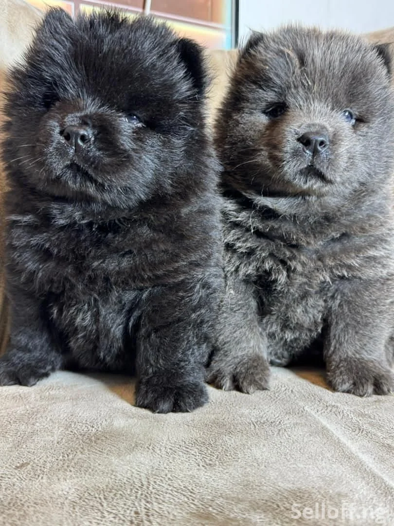 Chow-chow pup