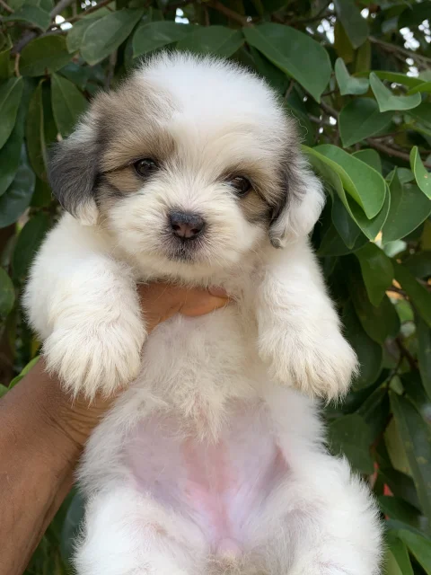 Puppy for sale