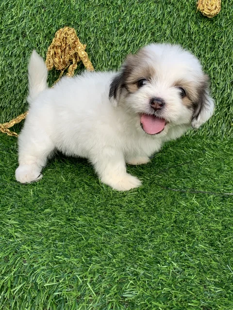 Puppy for sale 3