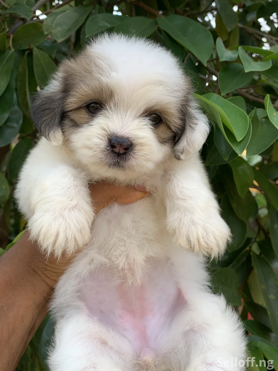 Puppy for sale