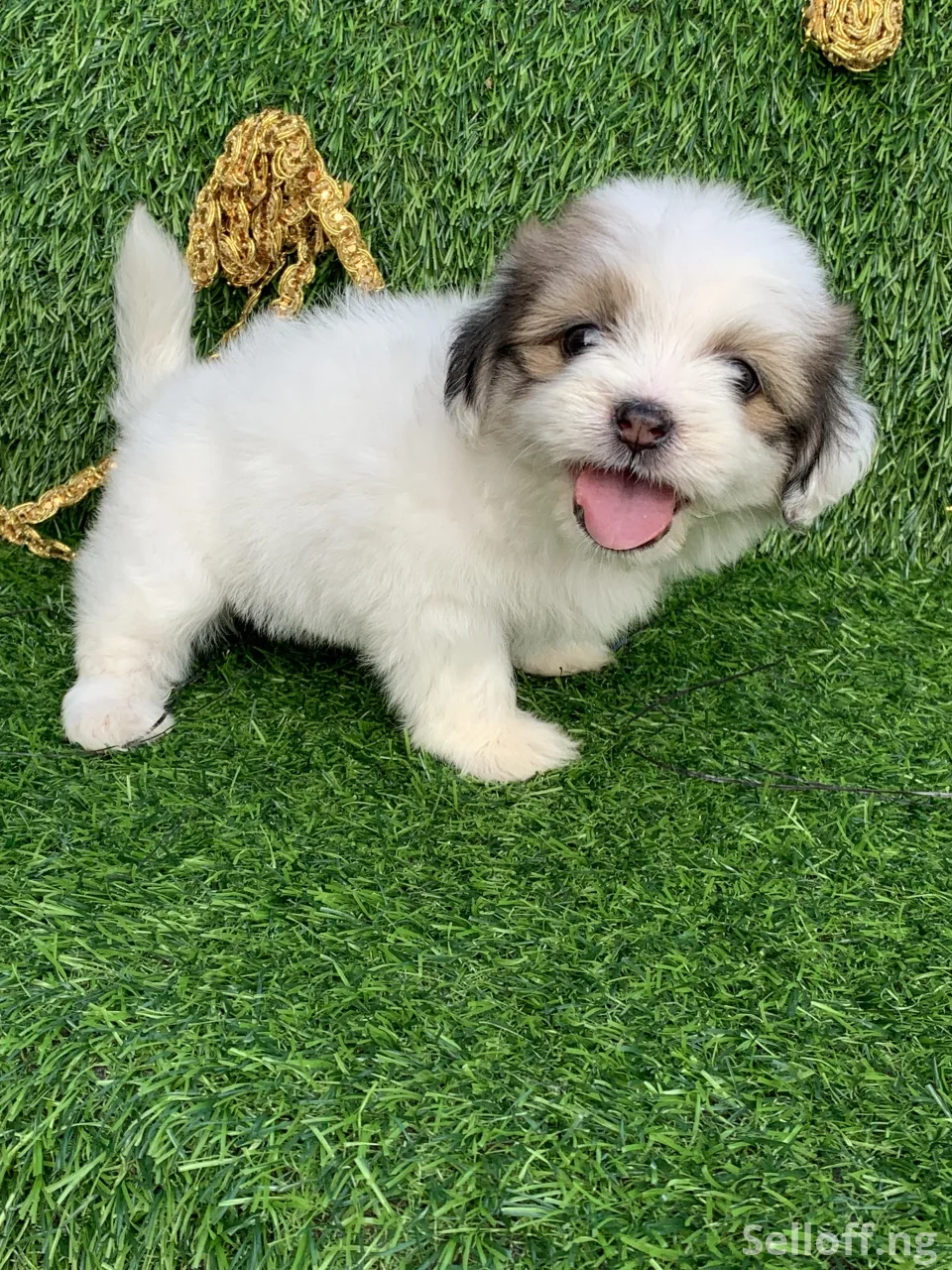 Puppy for sale