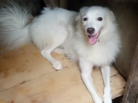 American Eskimo