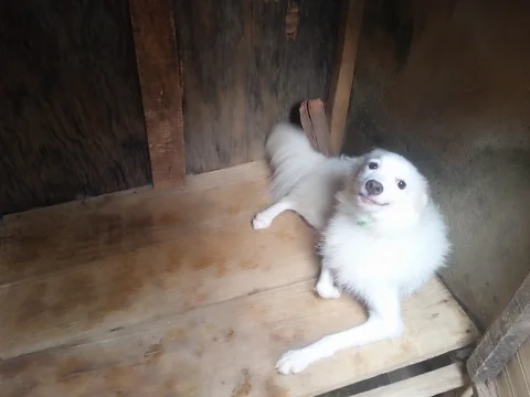 American Eskimo