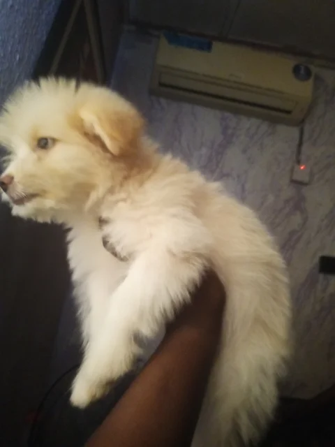 Lhasa apso
