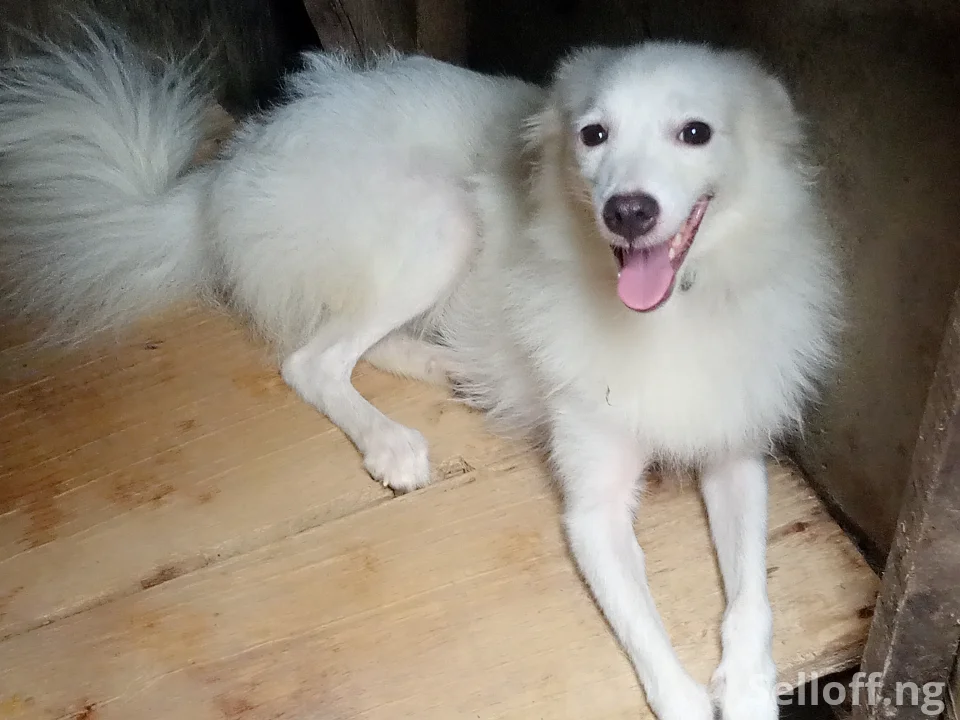 American Eskimo
