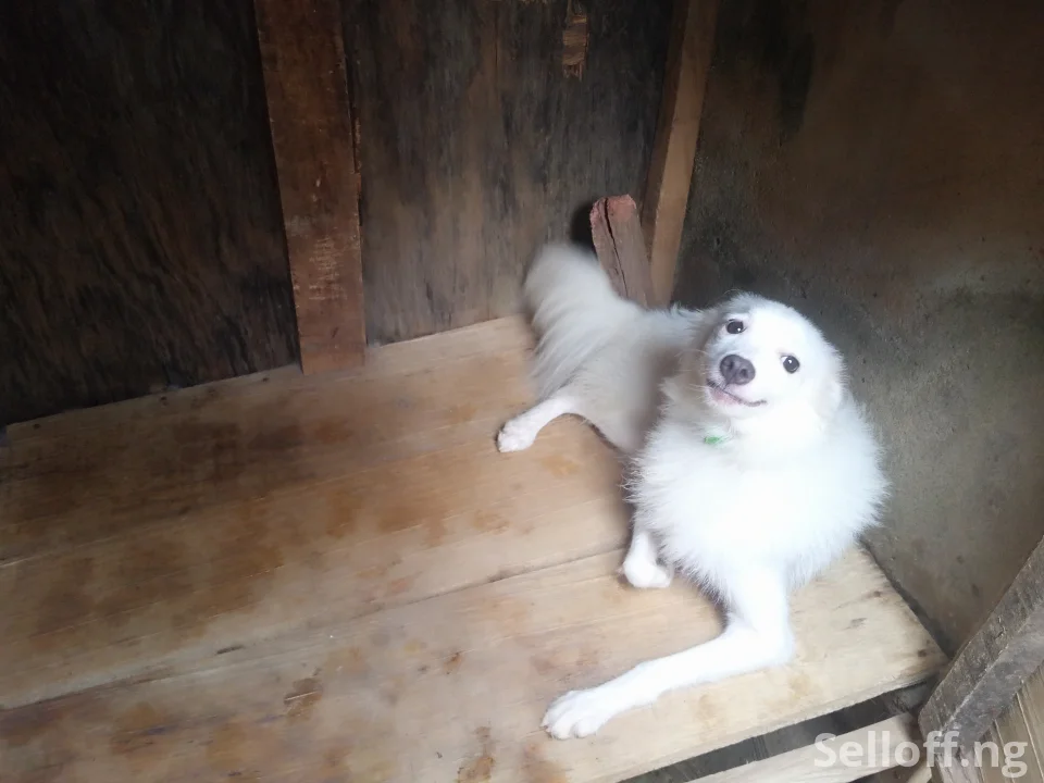 American Eskimo
