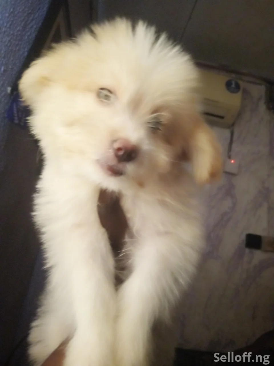 Lhasa apso
