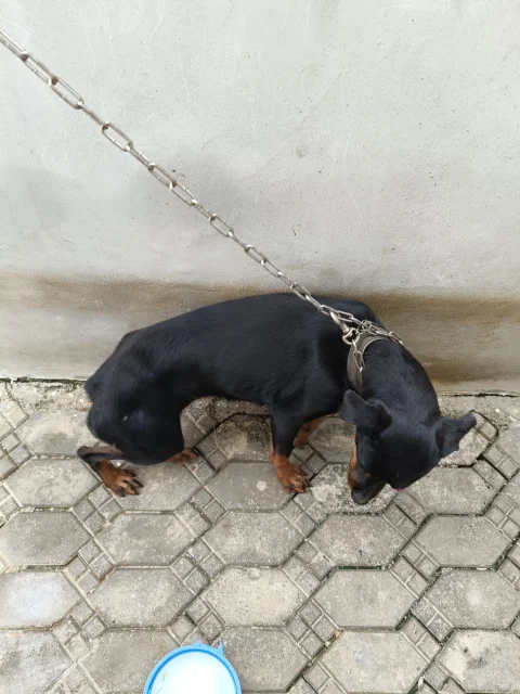 Female Rottweiler