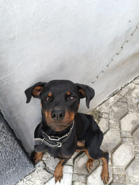 Female Rottweiler