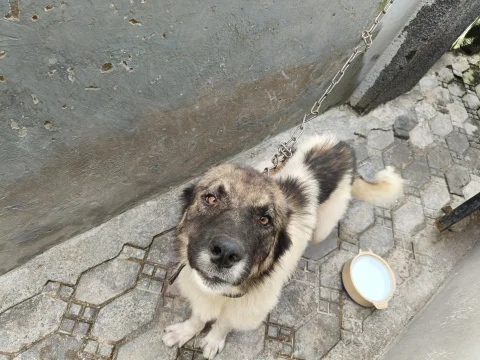 Female Caucasian shepherd 3