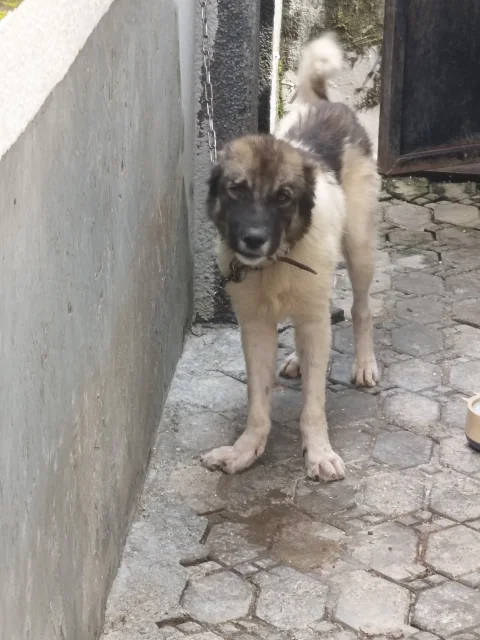 Female Caucasian shepherd