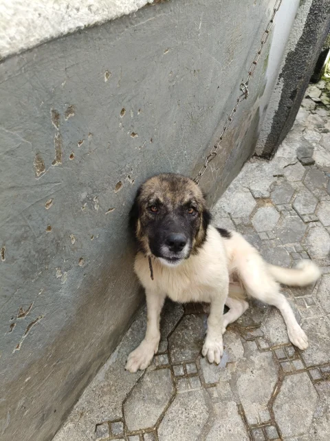 Female Caucasian shepherd