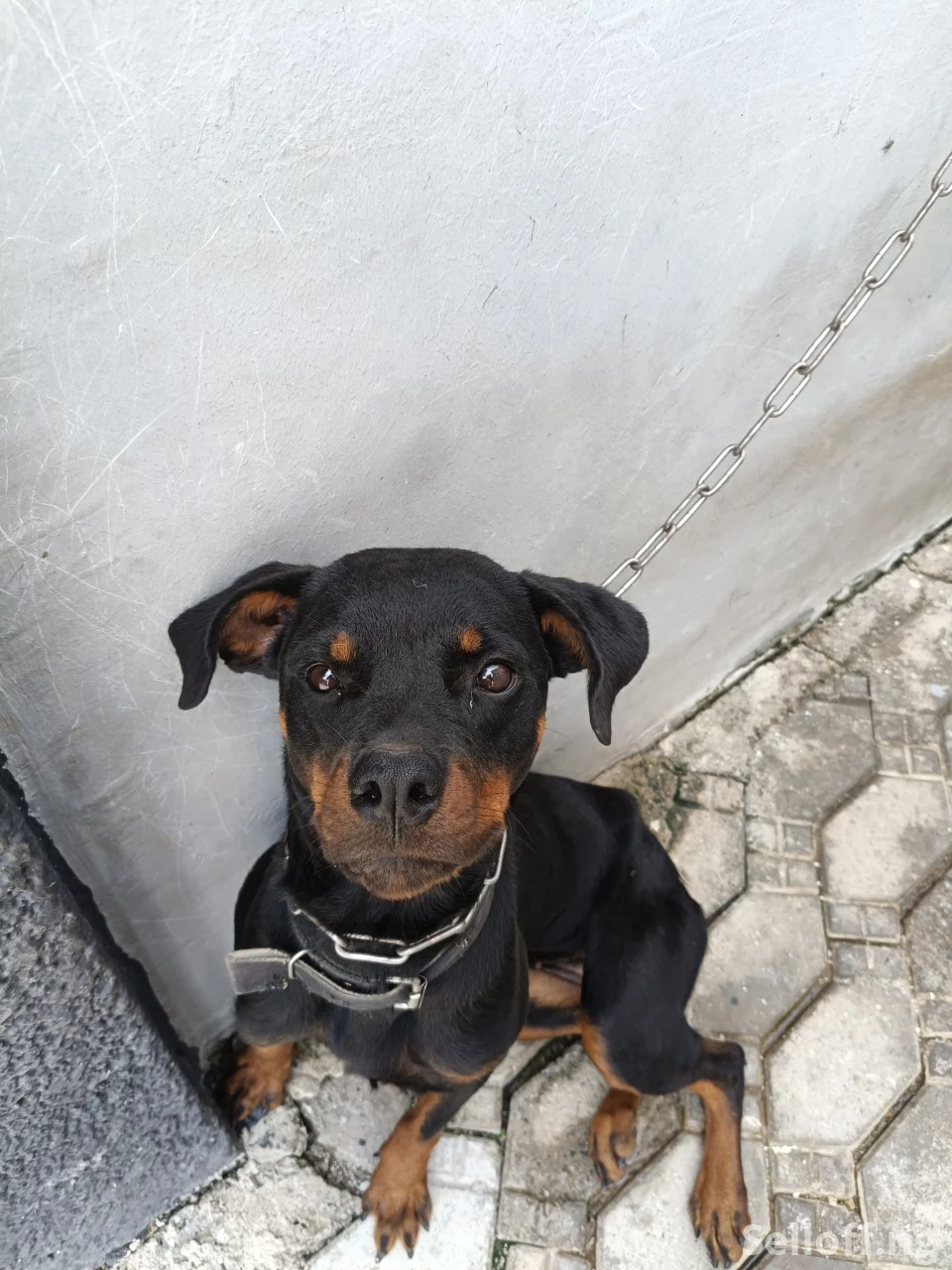 Female Rottweiler