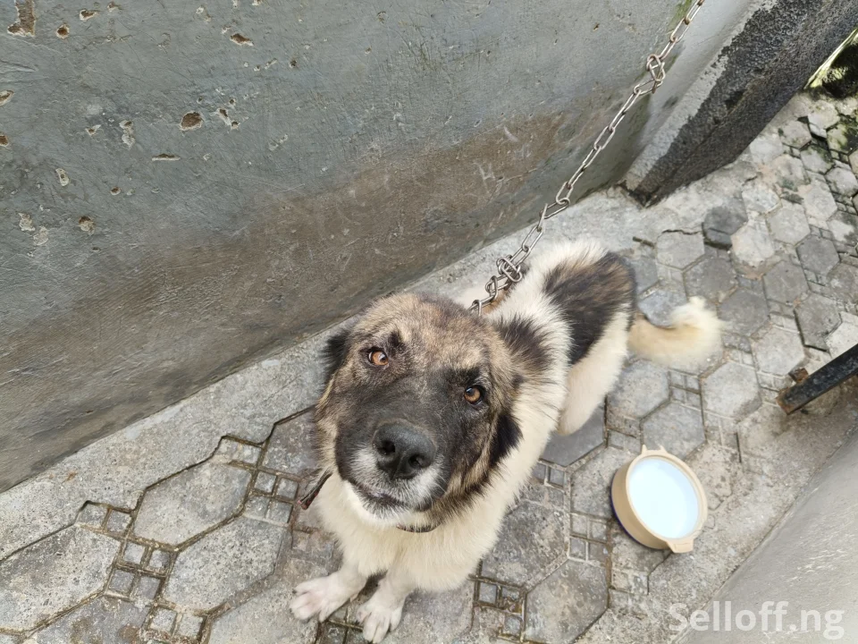Female Caucasian shepherd
