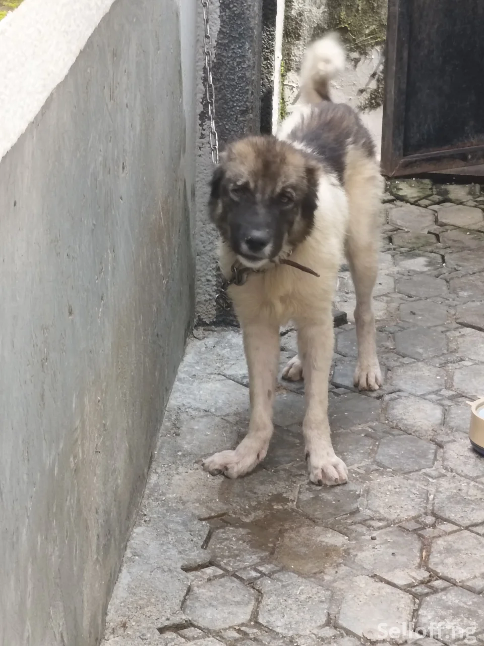 Female Caucasian shepherd