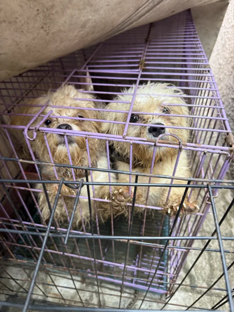 Four(4) adult Lhasa Aspo for sale 8