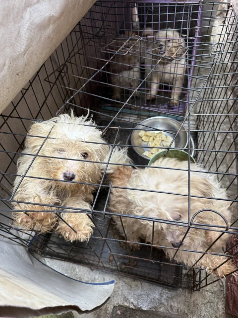 Four(4) adult Lhasa Aspo for sale 7