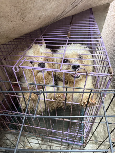 Four(4) adult Lhasa Aspo for sale 5
