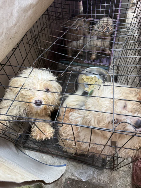 Four(4) adult Lhasa Aspo for sale 3