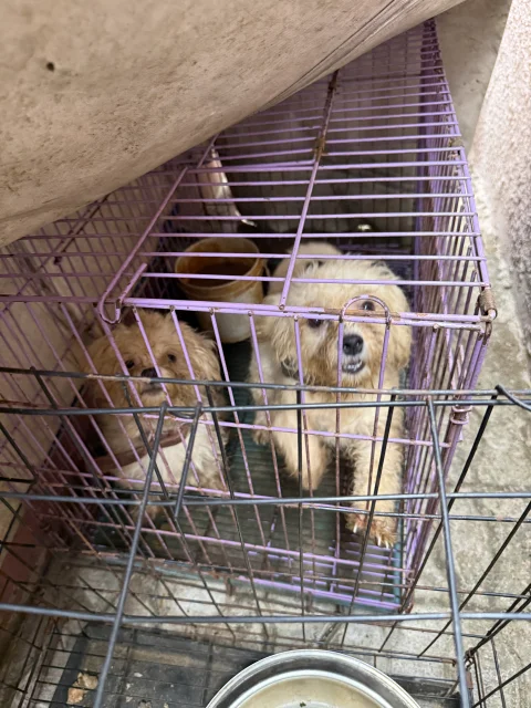Four(4) adult Lhasa Aspo for sale