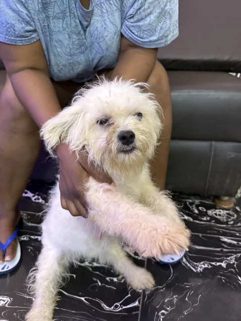 Four(4) adult Lhasa Aspo for sale
