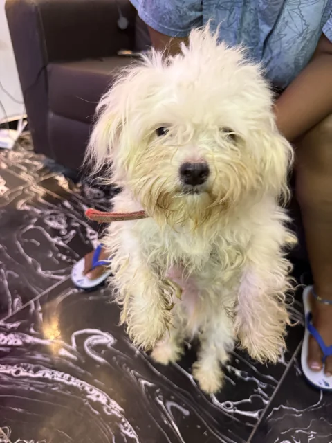 Four(4) adult Lhasa Aspo for sale
