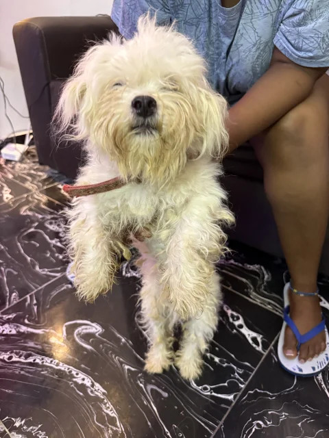 Four(4) adult Lhasa Aspo for sale 3