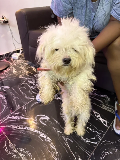 Four(4) adult Lhasa Aspo for sale 4