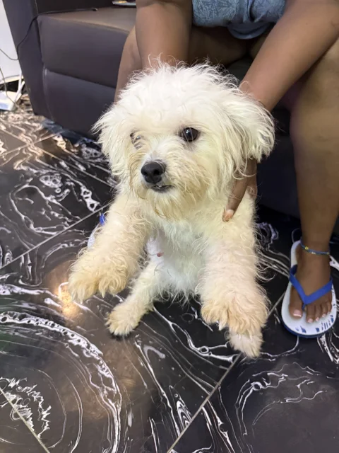 Four(4) adult Lhasa Aspo for sale 5