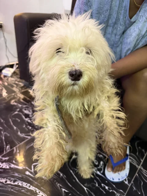 Four(4) adult Lhasa Aspo for sale 7
