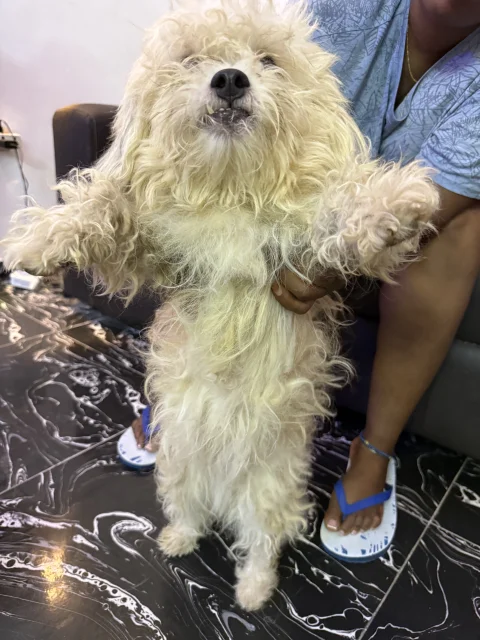 Four(4) adult Lhasa Aspo for sale 8