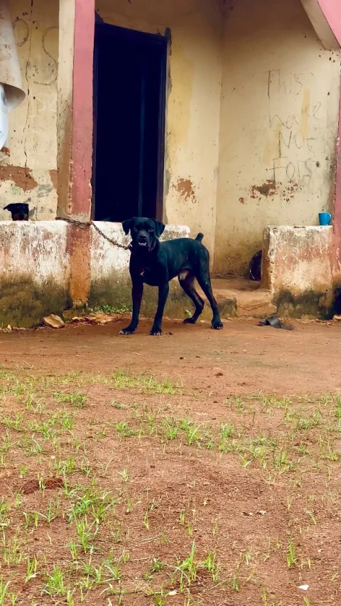 Adult male Cane Corso available for sale