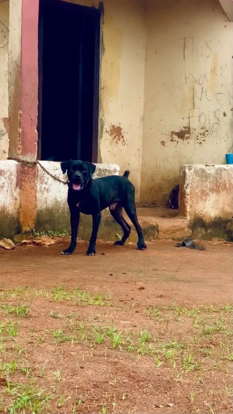Adult male Cane Corso available for sale