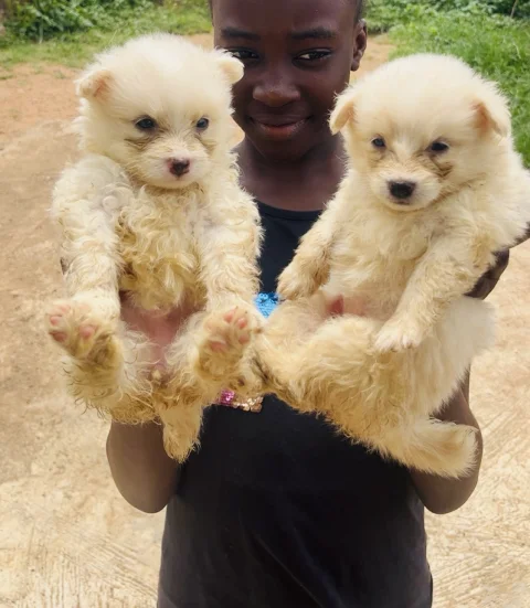 American Eskimo male and female available for new home 3