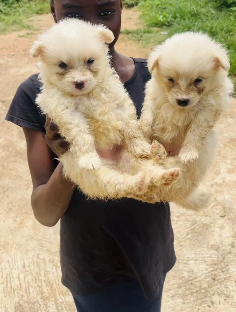 American Eskimo male and female available for new home