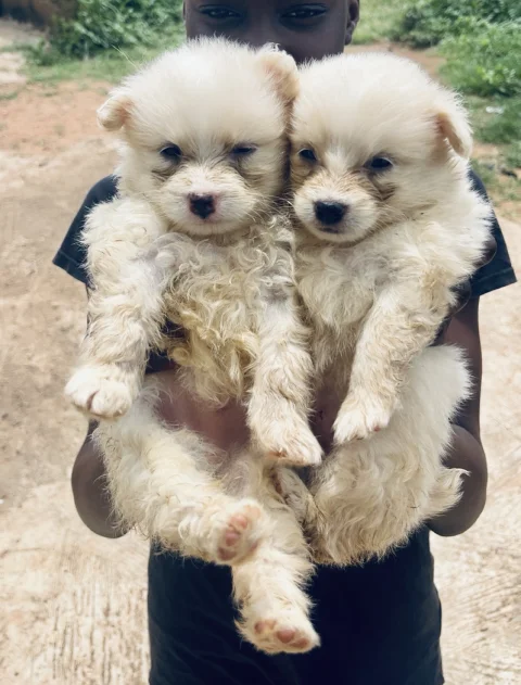 American Eskimo male and female available for new home