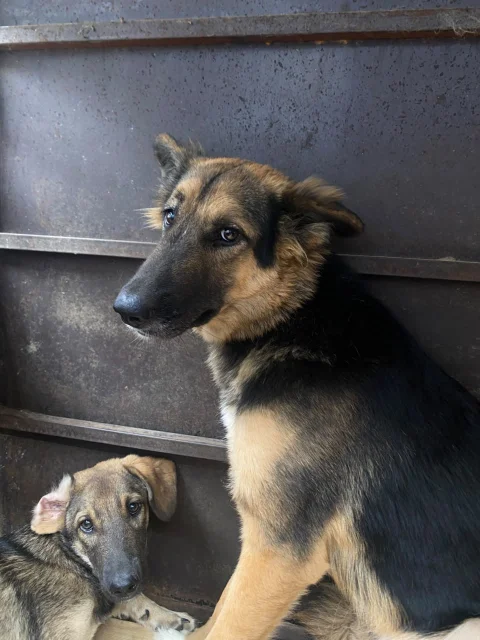 2 One year old mixed breed German shepherds (male and female)