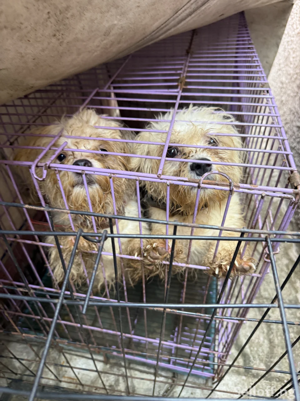 Four(4) adult Lhasa Aspo for sale