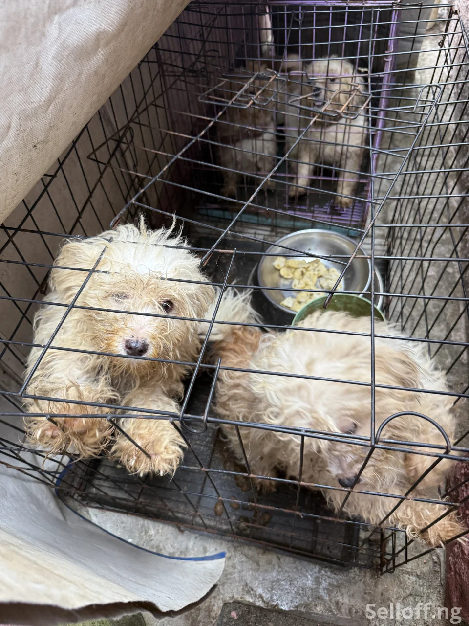 Four(4) adult Lhasa Aspo for sale