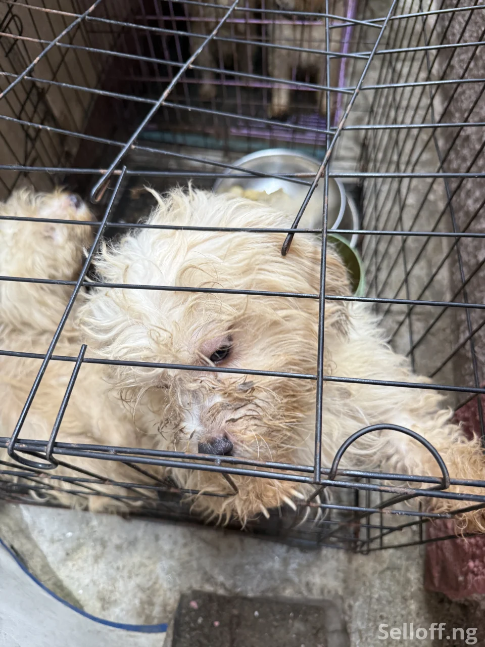 Four(4) adult Lhasa Aspo for sale