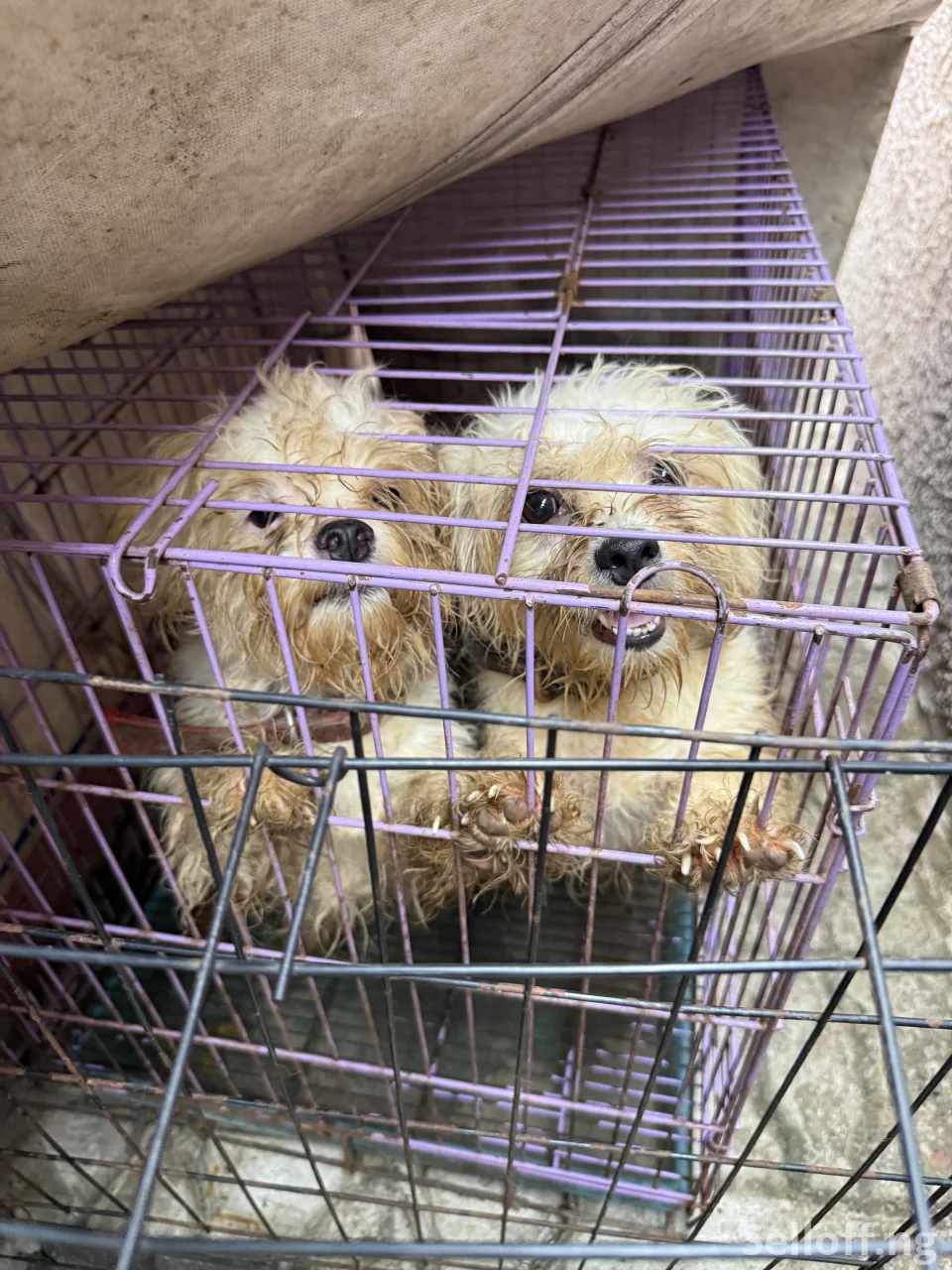 Four(4) adult Lhasa Aspo for sale